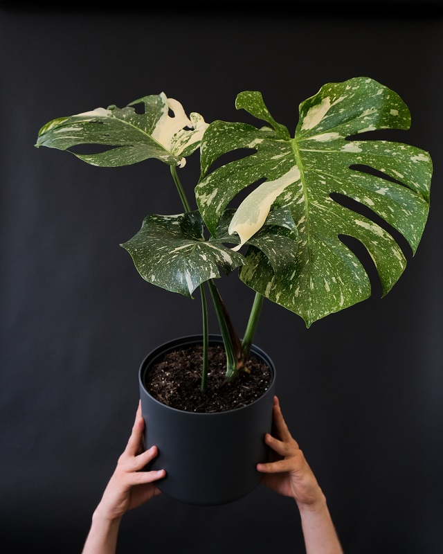Monstera Thai Constellation Buy Plants Online - Houseplant Delivery & Care
